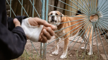 Οι 10 πιο θανατηφόροι ιοί στον κόσμο που μεταδίδονται από ζώα – Η λύσσα στην κορυφή
