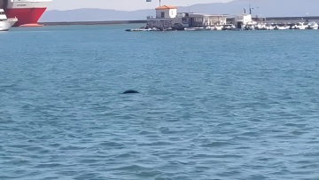 Φώκια εμφανίστηκε στο λιμάνι της Μυτιλήνης, δείτε βίντεο