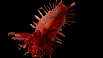 Εντυπωσιακές εικόνες από την Καραϊβική: Βρέθηκαν άγνωστα θαλάσσια πλάσματα και κοράλλια