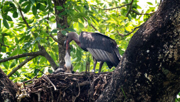 Γεννήθηκαν οι πρώτοι μαυρογύπες σε τεχνητές φωλιές στο δάσος της Δαδιάς
