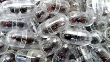 Κένυα: Άνδρας προσπάθησε να εξαγάγει λαθραία 2.000 ζωντανά μυρμήγκια μέσα στις αποσκευές του