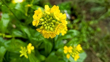 Άγριο σινάπι: Τα κίτρινα λουλούδια της άνοιξης και η σχέση τους με τη μουστάρδα