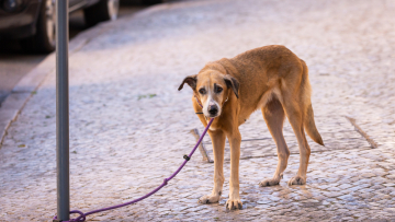 Θεσσαλονίκη: Κακοποιούσε τον σκύλο της μπροστά της, συνελήφθησαν και οι δύο