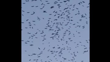 Εντυπωσιακό θέαμα στον Λίβανο: Χιλιάδες πελαργοί γέμισαν τον ουρανό καθ' οδόν προς τους τόπους αναπαραγωγής τους