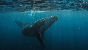 Τα παράξενα πλάσματα που ζουν στα βάθη των ωκεανών και τρέφονται με φάλαινες