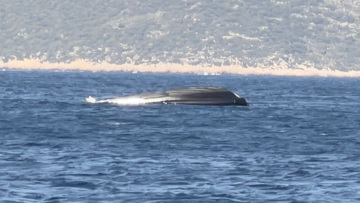 Σκάφος της Frontex στο οποίο επέβαινε η Εσθονή πρέσβης βούλιαξε στο Καστελλόριζο, τρεις οι τραυματίες - Δείτε βίντεο
