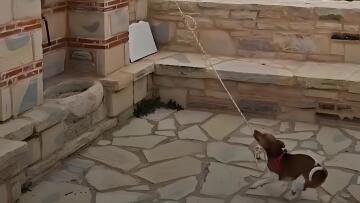 Σκύλος χτυπά την καμπάνα σε εκκλησία στην Κρήτη και γίνεται viral, δείτε βίντεο