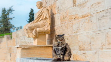 Πέθανε σε ηλικία 17 ετών η Λουκία, η διάσημη γάτα του αρχαίου θεάτρου του Διονύσου, δείτε βίντεο