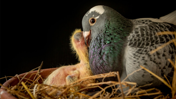 Ο λόγος που κανένας δεν έχει δει ποτέ μωρό περιστέρι: Οι θεωρίες συνωμοσίας και η πραγματικότητα
