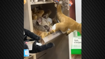 Πόσουμ κρύβεται ανάμεσα σε λούτρινα ζωάκια σε κατάστημα με σουβενίρ στο αεροδρόμιο της Τασμανίας, δείτε βίντεο