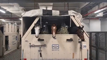 Εντυπωσιακή επιχείρηση μεταφοράς 147 αγωνιστικών αλόγων από το Κατάρ στη Λιέγη, δείτε βίντεο