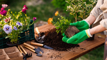 5 φυτά με ανάπτυξη σε χρόνο ρεκόρ