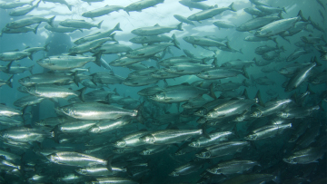 Κλιματική αλλαγή: Γιατί τα ψάρια ολοένα και μικραίνουν; 