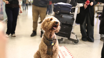 «Συγκινητικές σκηνές» στην Αθήνα - Μεγάλο ενδιαφέρον διεθνών ΜΜΕ για την ελληνική επιχείρηση επαναπατρισμού κατοικιδίων από τη Μέση Ανατολή