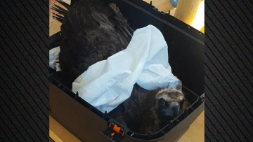 Δαδιά: Δηλητηρίασαν δώδεκα μαυρογύπες, νεκροί οι εννέα