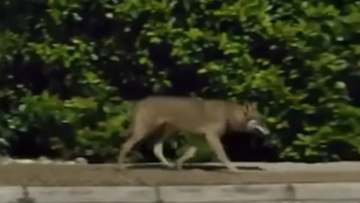 Λύκος κινείται ανενόχλητος δίπλα σε σπίτια στους Θρακομακεδόνες, δείτε βίντεο 
