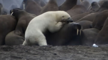 Όταν οι θηρευτές χάνουν: Σπάνια ήττα πολικής αρκούδας στην Αρκτική, η ιστορία πίσω από την θρυλική σκηνή του Planet Earth
