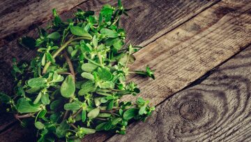 Μαζεύοντας άγρια χόρτα: Ένας πλήρης οδηγός για να τα αναγνωρίσετε
