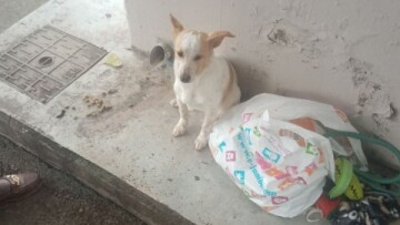 Εγκατέλειψαν σκυλάκι σε στάση λεωφορείου στη Λεμεσό μαζί με τα παιχνίδια του, δείτε το βίντεο που ραγίζει καρδιές