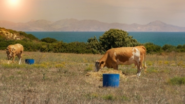 Στα 17 τα επιβεβαιωμένα κρούσματα αφθώδους πυρετού στη Λέσβο: Επιβεβαιώθηκαν 4 νέα περιστατικά
