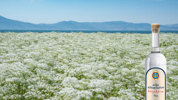 Στο Λισβόρι της Λέσβου ξεκινά μια παράδοση 130 ετών
