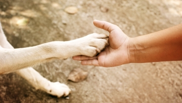 Νέα ευρήματα για την εξημέρωση των σκύλων: Ζούσαν ήδη μαζί μας πριν από τουλάχιστον 14.200 χρόνια