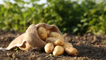 Εταιρεία χαρίζει 4.000 τόνους πατάτες που δεν μπορεί να πουλήσει: «Η ιδέα να τις πετάξουμε είναι δύσκολη»