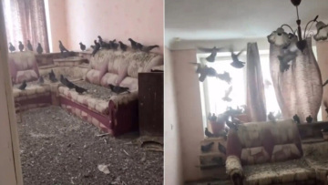 Ρώσος άφησε το παράθυρο ανοιχτό για 3 χρόνια και το διαμέρισμά του έγινε αποικία περιστεριών (vid)