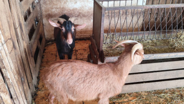 Ο ΕΦΕΤ ξεκαθαρίζει ότι δεν έχει καμία σχέση με το παράνομο μαντρί σε ταράτσα κτιρίου στους Αμπελόκηπους