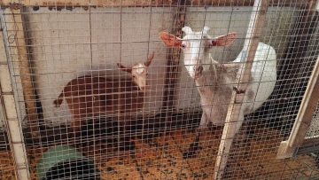 «Δεν έχουμε κάνει τίποτα παράνομο, στο ίδιο κτίριο στεγάζεται κι ο ΕΦΕΤ» λέει η οικογένεια με το κοτέτσι και τη στάνη στην ταράτσα των Αμπελοκήπων