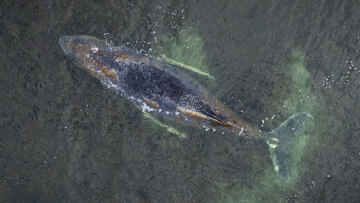 Ετοιμοθάνατη η φάλαινα «Τίμι» που ξεβράστηκε στη Βαλτική, σταματά η επιχείρηση διάσωσης της, δείτε βίντεο