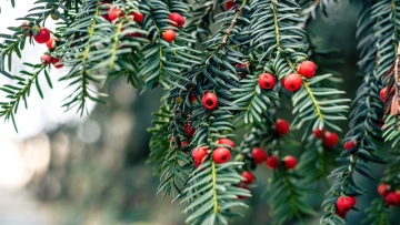 Από τα ελληνικά βουνά στα αντικαρκινικά φάρμακα: Τι δείχνει μελέτη του ΑΠΘ για τον ίταμο