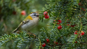 Ίταμος: Το σπάνιο δέντρο των ελληνικών βουνών με αντικαρκινική δράση
