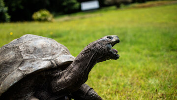 Απατεώνας με κρυπτονομίσματα «πέθανε» τη χελώνα Τζόναθαν που αισίως έφτασε τα 194
