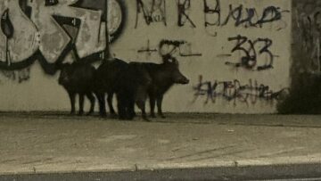 Αγριογούρουνα εμφανίστηκαν κοντά σε περιφερειακό δρόμο στον Βόλο