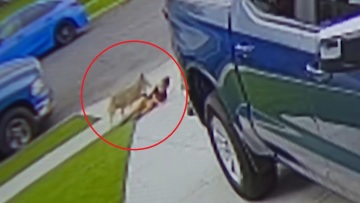 Κογιότ επιτέθηκε και τραυμάτισε 4χρονο στο Λος Άντζελες, δείτε βίντεο
