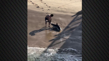 Η συγκλονιστική στιγμή που 20χρονος ψαράς σώζει λευκό καρχαρία που είχε μπλεχτεί στην πετονιά του στην Καλιφόρνια, δείτε βίντεο