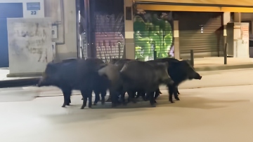 Οικογένεια αγριογούρουνων έκανε... βόλτα στο κέντρο της Θεσσαλονίκης, δείτε βίντεο