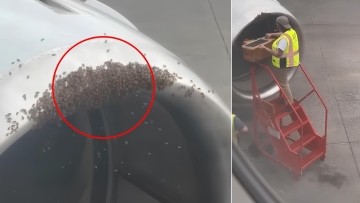 Απρόσμενο «μπλόκο» σε πτήση: Αποκαλύφθηκε κυψέλη μελισσών μέσα στον κινητήρα αεροσκάφους, δείτε βίντεο