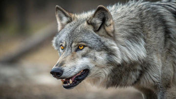 Ελεύθερος αφέθηκε λύκος που επιτέθηκε σε γυναίκα στο Αμβούργο, του έβαλαν πομπό εντοπισμού