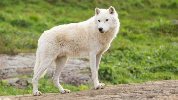 Σοκ σε ζωολογικό κήπο: Νήπιο τραυματίστηκε από λύκο ενώ οι γονείς κοιτούσαν τα κινητά