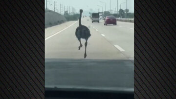 Δείτε βίντεο: Στρουθοκάμηλος «φυγάς» τρέχει σε αυτοκινητόδρομο στην Ταϊλάνδη δίπλα στα αυτοκίνητα