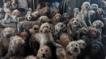 Θεώρησαν αυτή τη φωτογραφία προϊόν ΑΙ: Είναι αληθινή και κρύβει μια θλιβερή ιστορία ανθρώπων και ζώων