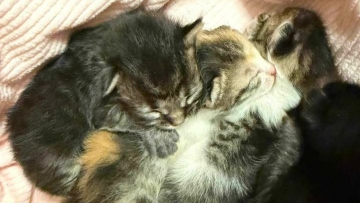 Μήνυση σε βάρος άνδρα στο Αγρίνιο: Φέρεται να εγκατέλειψε γατάκια σε σακούλα, συνελήφθη από τις Αρχές