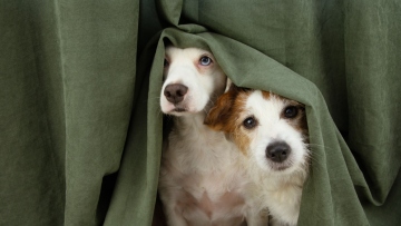 Πάσχα: Τι να κάνετε αν ο σκύλος σας φοβάται τα πυροτεχνήματα το βράδυ της Ανάστασης