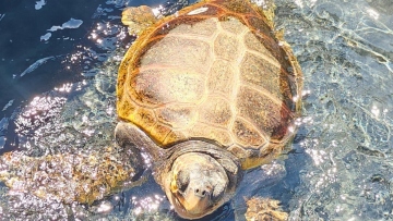 Η θαλάσσια χελώνα «Capella» επέστεψε στο φυσικό της περιβάλλον, είχε βρεθεί τραυματισμένη με σοβαρό χτύπημα στο κεφάλι