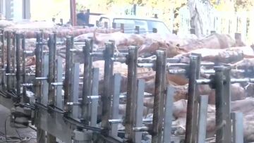 Πάτρα: Σχεδόν 100 σούβλες με αρνιά έστησε κρεοπωλείο για τους πελάτες του σήμερα