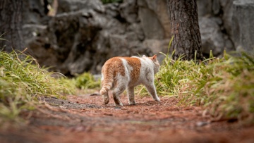 Γάτος που εξαφανίστηκε πριν επτά χρόνια ξανάσμιξε με την οικογένειά του μετά από ταξίδι... 4.000 χιλιομέτρων