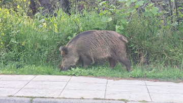 Μεγάλο αγριογούρουνο κάνει βόλτες κοντά στον Ιερό Ναό Αγίας Μαρίνας στην Εκάλη, δείτε βίντεο