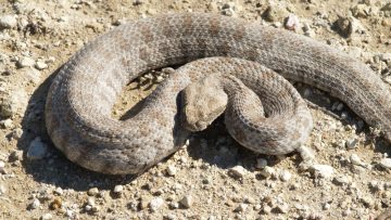 Εκτός κινδύνου ο 13χρονος από τη Σύρο που υπέστη δάγκωμα από φίδι
